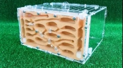 Małe zwierzęta dla dziecka: jak wybrać gospodarstwo mrówki